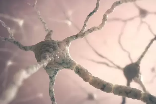 estrutura da neurona